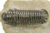 Detailed Crotalocephalina Trilobite - Atchana, Morocco #359540-2